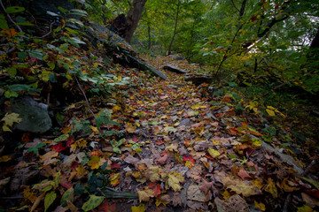 colored foliage on forest trail