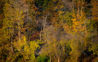 colored trees in fall season