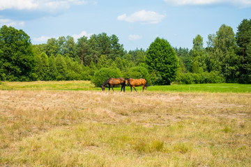 Konie koń wieś pole wioska weekend