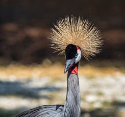 Black Crowned Crane, Balearica pavonina in the zoo