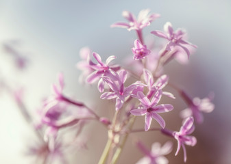 Fototapeta na wymiar Pink Tulbaghia flowers