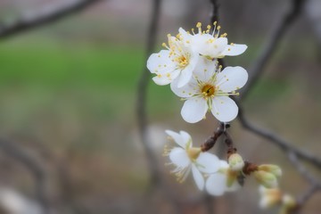  Fruit tree blossoms in the garden, floral background for writing notes on