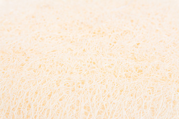 Luffa isolated on white background
