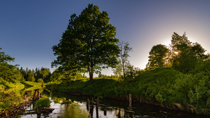 summer evening landscape. view of the river with lush grassy banks, a coastal tree and a glow from the setting sun