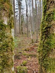 Puszcza białowieska, rezerwat przyeody.