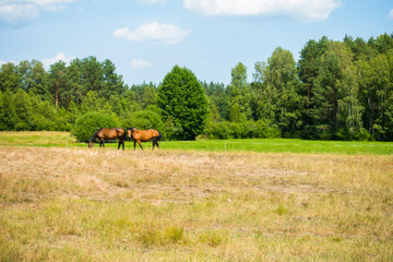 Konie koń wieś pole wioska weekend