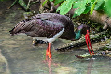 Black stork, Ciconia nigra in a german nature park