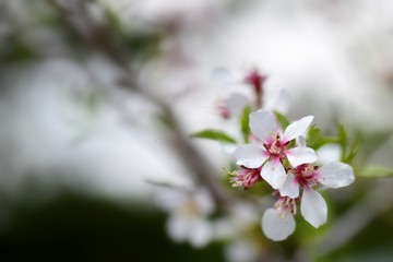  Fruit tree blossoms in the garden, floral background for writing notes on