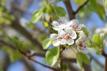  Fruit tree blossoms in the garden, floral background for writing notes on