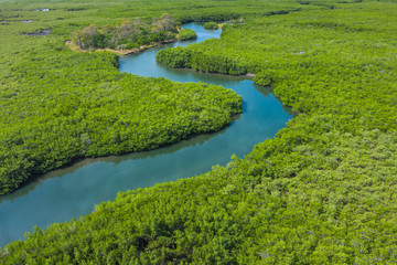 Aerial view of mangrove forest in Gambia. Photo made by drone from above. Africa Natural Landscape.