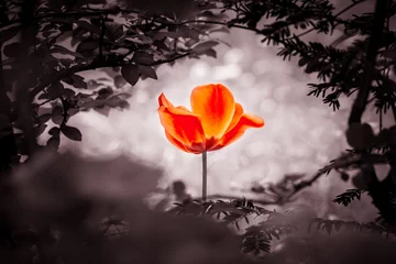 Fototapeten Rote Tulpenseele in Schwarzweiß für Frieden heilen Hoffnung. Die Blume ist Symbol für Lebenskraft und Geistesstärke jenseits von Trauer, Tod und Sorgen. Symbolisiert auch die Heilung von Stress oder Burnout © azur13