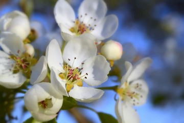  Fruit tree blossoms in the garden, floral background for writing notes on