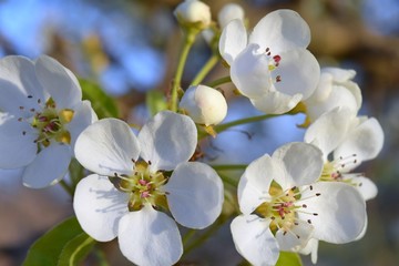  Fruit tree blossoms in the garden, floral background for writing notes on