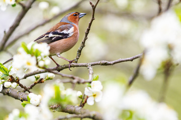 finch among spring flowers on a tree