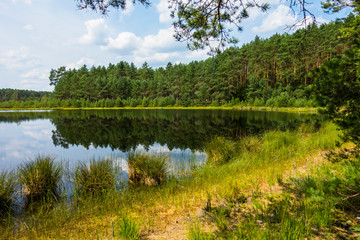 Fototapeta Jezioro stawek łąka drzewa las mokradła obraz