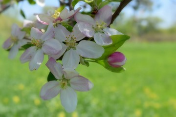  Fruit tree blossoms in the garden, floral background for writing notes on