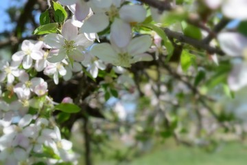  Fruit tree blossoms in the garden, floral background for writing notes on