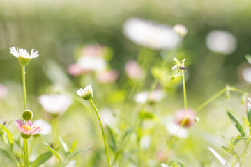 white flowers on green background