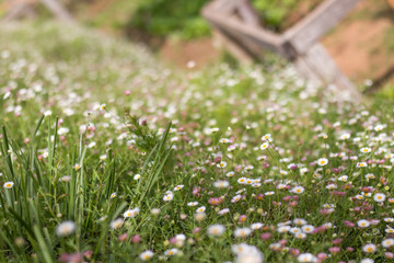 white flowers in garden