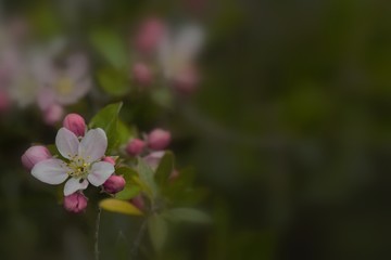 Fruit tree blossoms in the garden, floral background for writing notes on