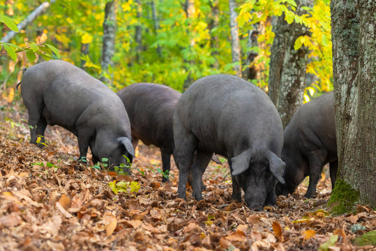 freedom pigs eating in autum field