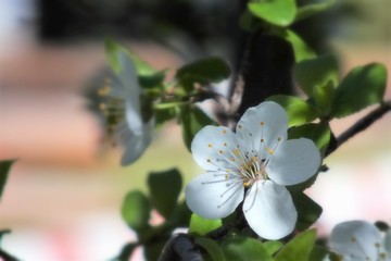  Fruit tree blossoms in the garden, floral background for writing notes on