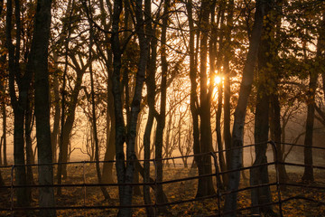 Misty woodland at sunrise
