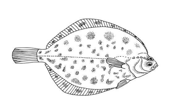 recommend clip art: Flatfish. Hand drawn black outline realistic illustration.