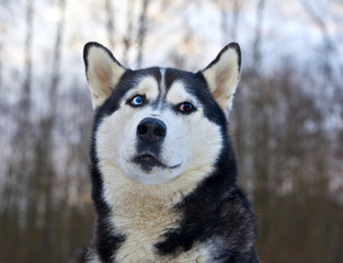Dog breed Siberian Husky portrait on nature