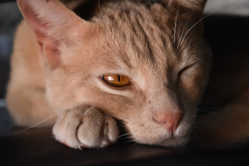 brown cat portrait