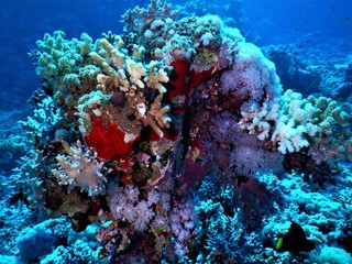 Plakat morze czerwone koral biel czerwień nurkowanie