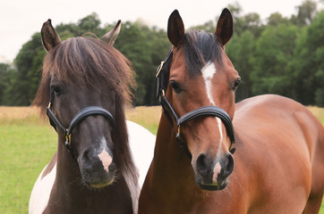 Portrait zwei Pferd mit Halftern