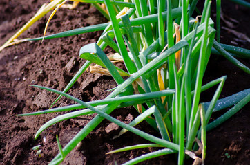 畑のネギ