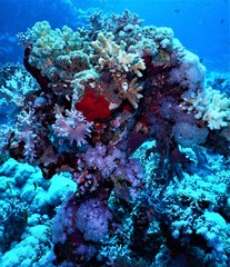 morze czerwone koral blu nurkowanie 