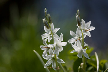 small spring white flowers bells growing in the garden among green grass