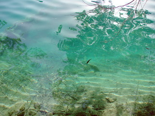 It is a pleasure to relax on the shores of a clear mountain lake, and to enjoy the abundance of fish swimming in the shallows in search of food.