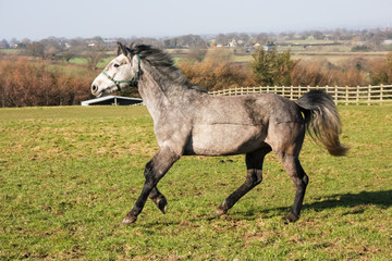 Obraz premium Clipped horse canters across the photograph. 