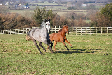 two horses on a pasture galloping towards the camera.