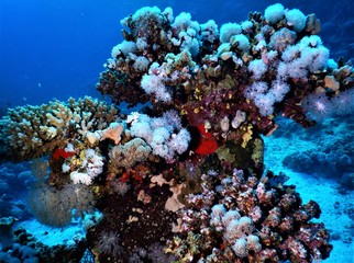 Fototapeta na wymiar Koral morze czerwone niebieski nurkowanie biały