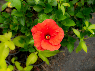 Red Hibiscus Flower Blooming in The Center