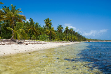 Palm trees on wild coast of Sargasso sea, Punta Cana, Dominican Republic