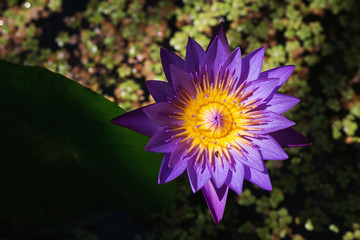 wallpaperpurple lotus flower or waterlily on pond calm garden .nature - 305427081
