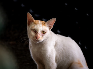 White Stray Cat Looked with Pathetic Eyes