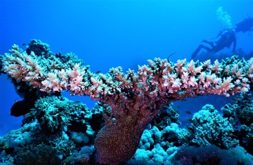 koral morze czerwone blu nurkowanie - obrazy, fototapety, plakaty