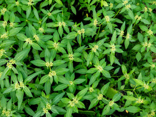 Weed Growing  Full Area