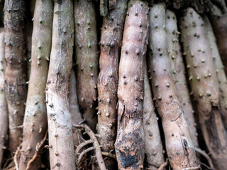 Old Roots with Thorns arranging