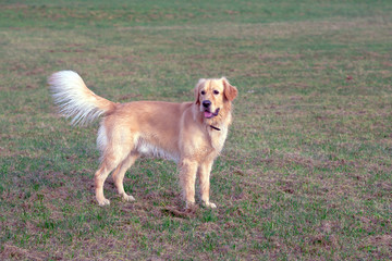 Happy golden retriever running on meadow.he plays and jumps on the grass in the evening.catches the delicious.