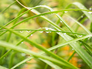 Rain Drops Perched on The Ponytail Palm Leaves