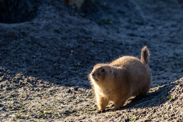 Prairiedog walking into the sunlight