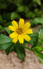 Swamp Sunflower